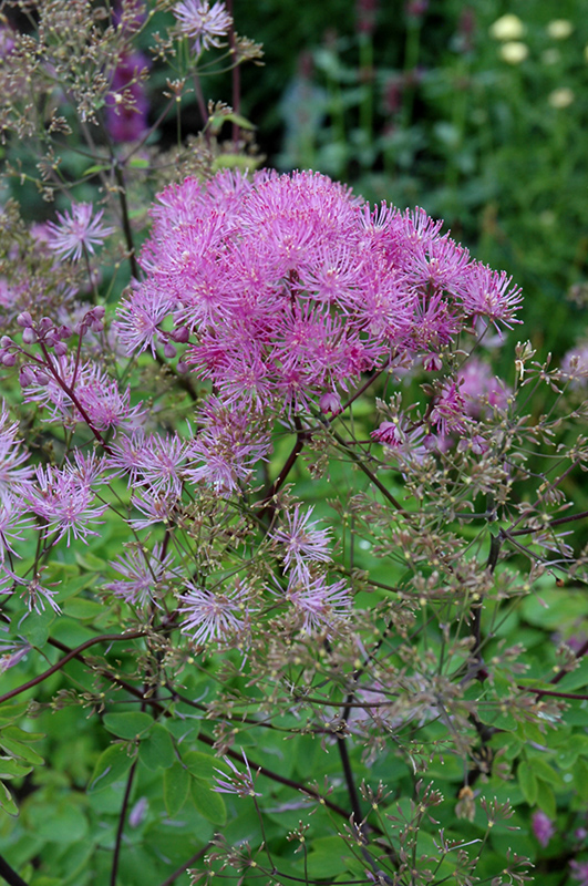 Black Stockings Meadow Rue (Thalictrum 'Black Stockings') at Ritchie Feed & Seed Inc.