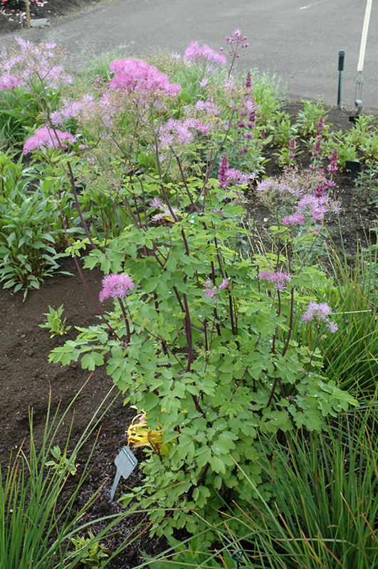 Black Stockings Meadow Rue (Thalictrum 'Black Stockings') at Ritchie Feed & Seed Inc.
