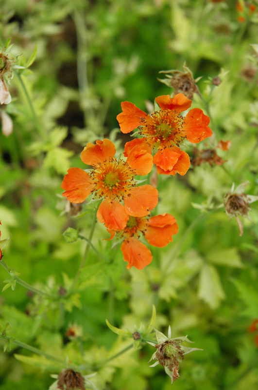Sunkissed Lime Avens (Geum 'Sunkissed Lime') at Ritchie Feed & Seed Inc.