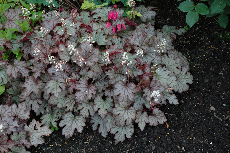 Cracked Ice Foamy Bells (Heucherella 'Cracked Ice') at Ritchie Feed & Seed Inc.