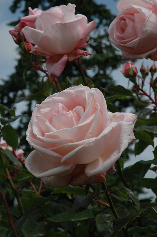 New Zealand Rose (Rosa 'MACgenev') at Ritchie Feed & Seed Inc.