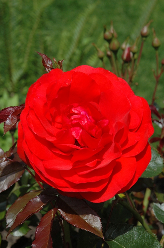 Trumpeter Rose (Rosa 'Mactru') at Ritchie Feed & Seed Inc.