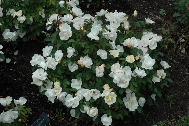 White Knock Out Rose (Rosa 'Radwhite') at Ritchie Feed & Seed Inc.