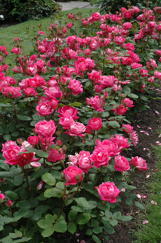 Double Knock Out Rose (Rosa 'Radtko') at Ritchie Feed & Seed Inc.