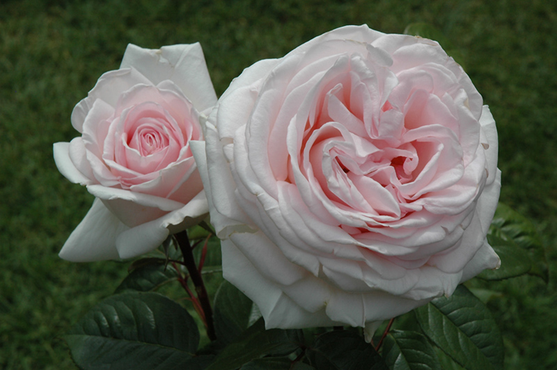 Francis Meilland Rose (Rosa 'Meitroni') at Ritchie Feed & Seed Inc.