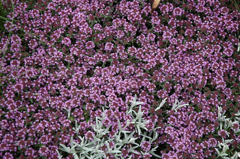 Pink Chintz Creeping Thyme (Thymus praecox 'Pink Chintz') at Ritchie Feed & Seed Inc.