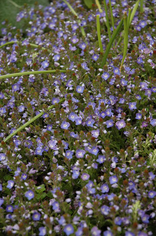 Crystal River Speedwell (Veronica 'Reavis') at Ritchie Feed & Seed Inc.