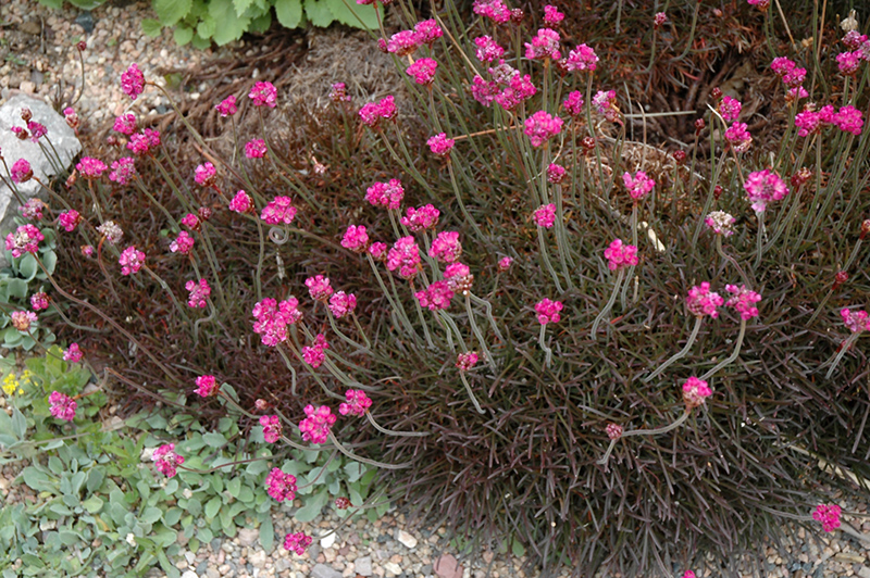 Red-leaved Sea Thrift (Armeria maritima 'Rubrifolia') at Ritchie Feed & Seed Inc.