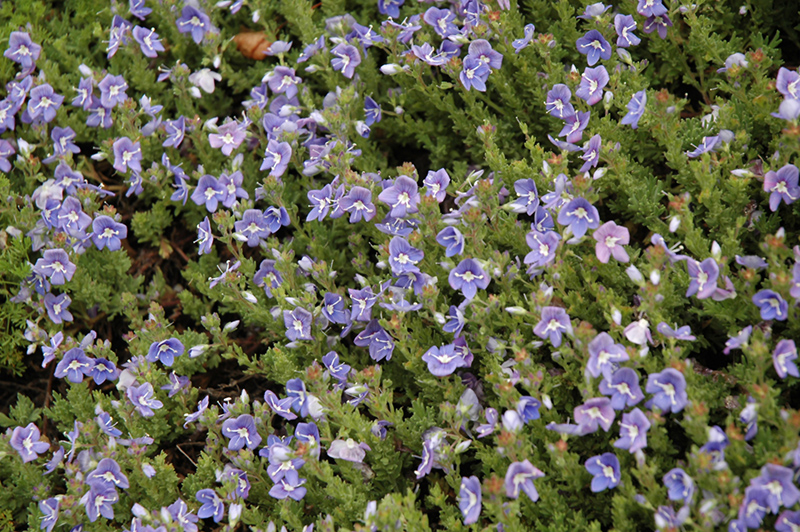 Blue Woolly Speedwell (Veronica pectinata) at Ritchie Feed & Seed Inc.