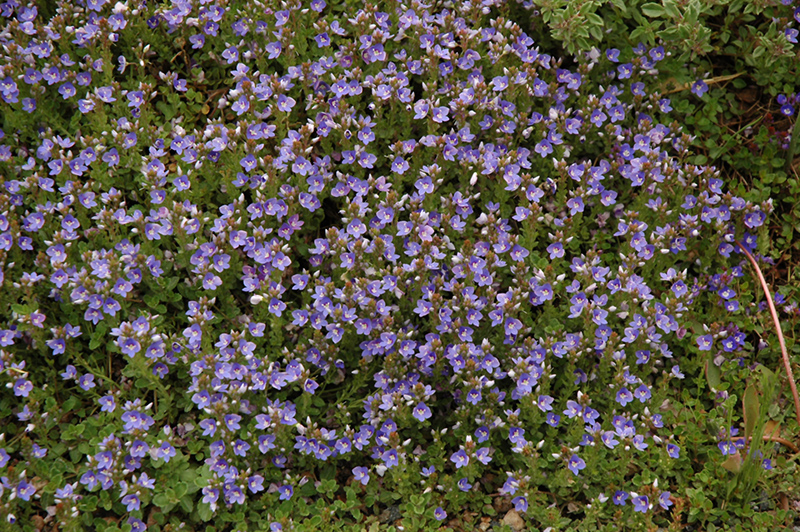 Turkish Speedwell (Veronica liwanensis) at Ritchie Feed & Seed Inc.