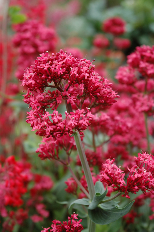 Red Valerian (Centranthus ruber) at Ritchie Feed & Seed Inc.