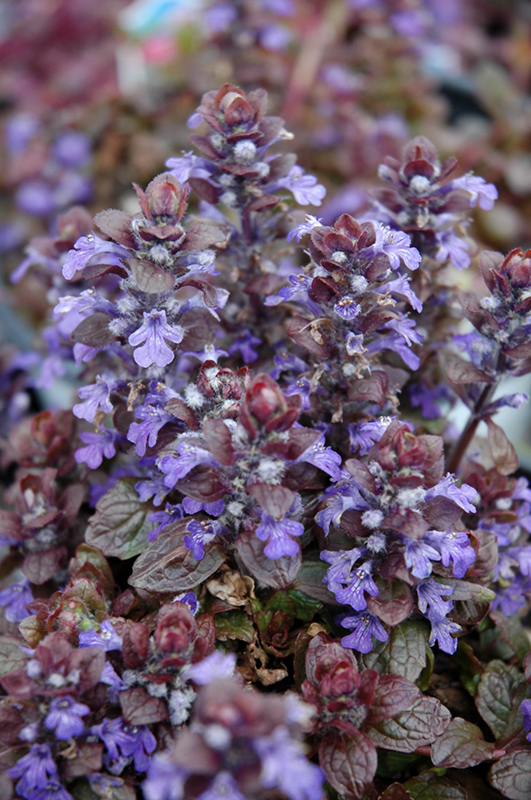 Bronze Beauty Bugleweed (Ajuga reptans 'Bronze Beauty') at Ritchie Feed & Seed Inc.