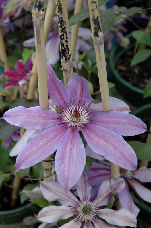 Starry Nights Clematis (Clematis 'Starry Nights') at Ritchie Feed & Seed Inc.