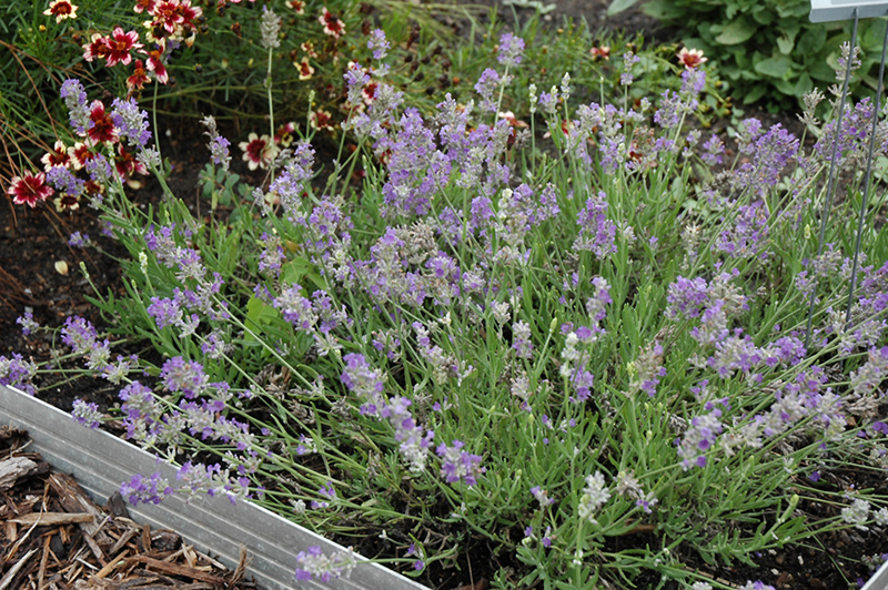 Ellagance Sky Lavender (Lavandula angustifolia 'Ellagance Sky') at Ritchie Feed & Seed Inc.