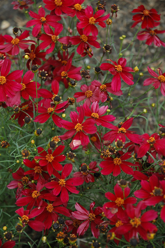 Red Satin Tickseed (Coreopsis 'Red Satin') at Ritchie Feed & Seed Inc.