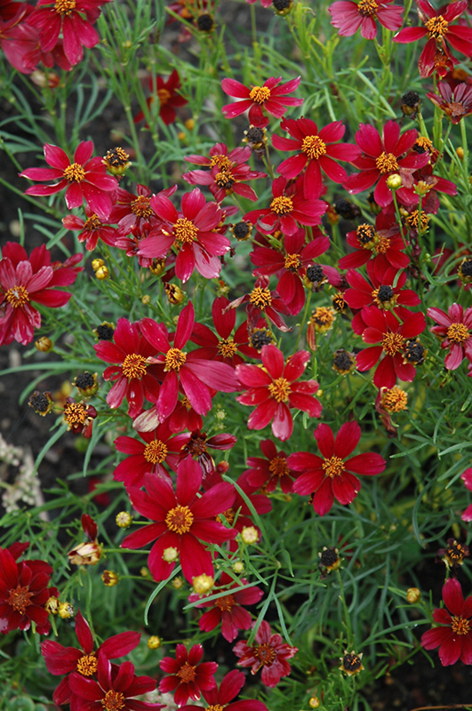 Red Satin Tickseed (Coreopsis 'Red Satin') at Ritchie Feed & Seed Inc.