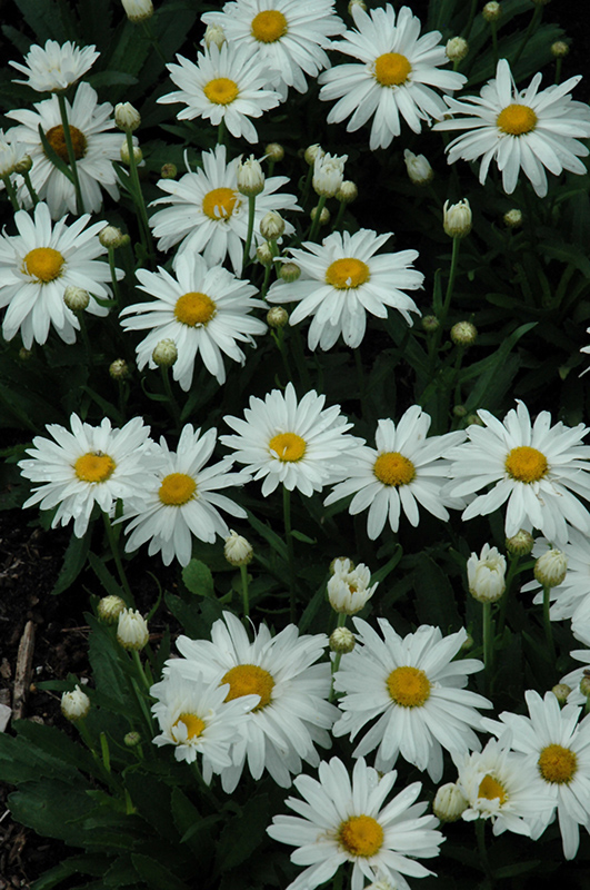 Whoops-A-Daisy Shasta Daisy (Leucanthemum x superbum 'Whoops-A-Daisy') at Ritchie Feed & Seed Inc.