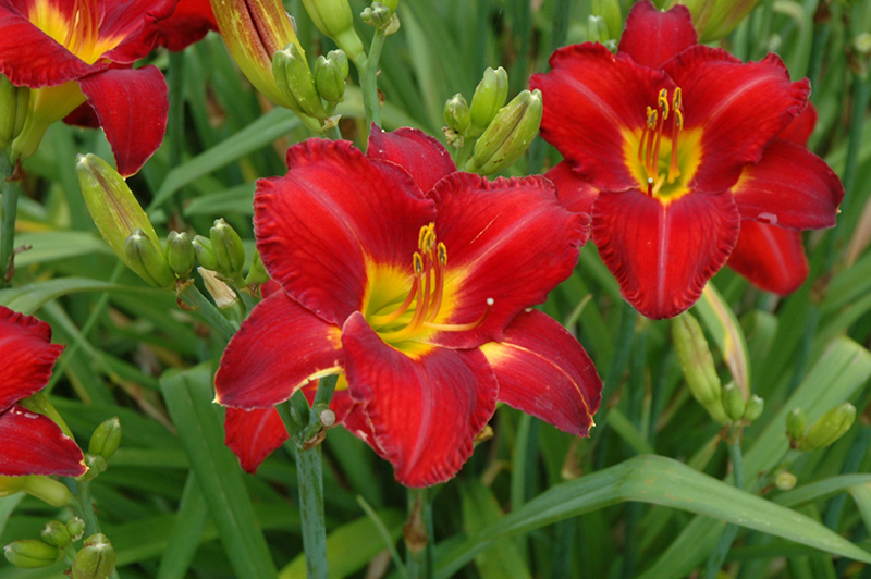 Chicago Apache Daylily (Hemerocallis 'Chicago Apache') at Ritchie Feed & Seed Inc.