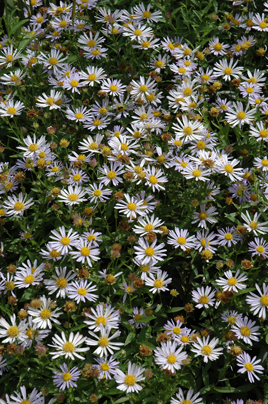 Blue Star Japanese Aster (Kalimeris incisa 'Blue Star') at Ritchie Feed & Seed Inc.