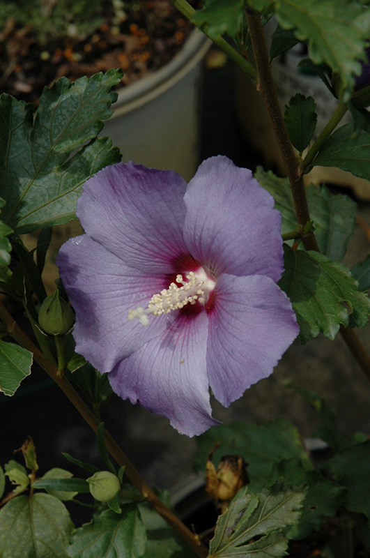 Azurri Blue Satin Rose of Sharon (Hibiscus syriacus 'DVPazurri') at Ritchie Feed & Seed Inc.