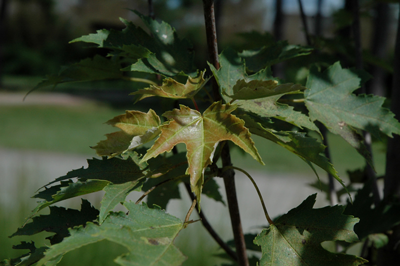 Armstrong Gold Red Maple (Acer rubrum 'JFS-KW78') at Ritchie Feed & Seed Inc.