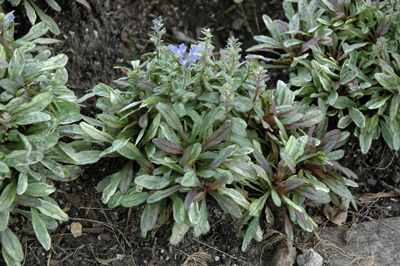 Dixie Chip Bugleweed (Ajuga 'Dixie Chip') at Ritchie Feed & Seed Inc.