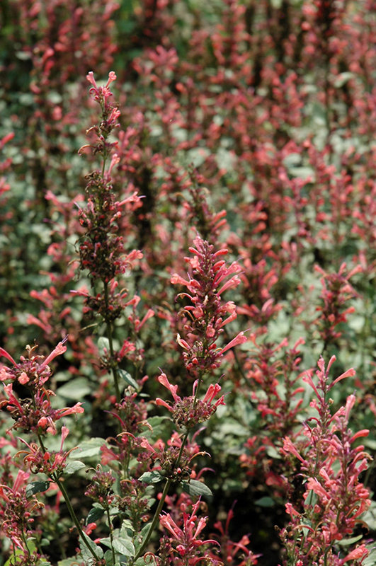 Kudos Coral Hyssop (Agastache 'Kudos Coral') at Ritchie Feed & Seed Inc.