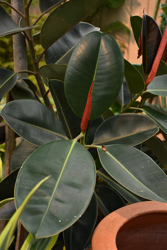 Rubber Tree (Ficus elastica) at Ritchie Feed & Seed Inc.