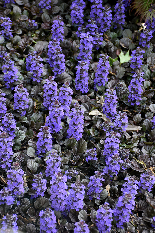 Black Scallop Bugleweed (Ajuga reptans 'Black Scallop') at Ritchie Feed & Seed Inc.