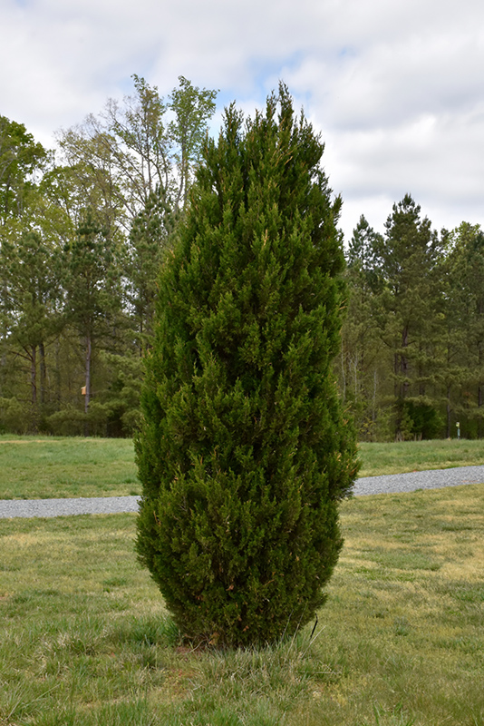 Spartan Juniper (Juniperus chinensis 'Spartan') at Ritchie Feed & Seed Inc.