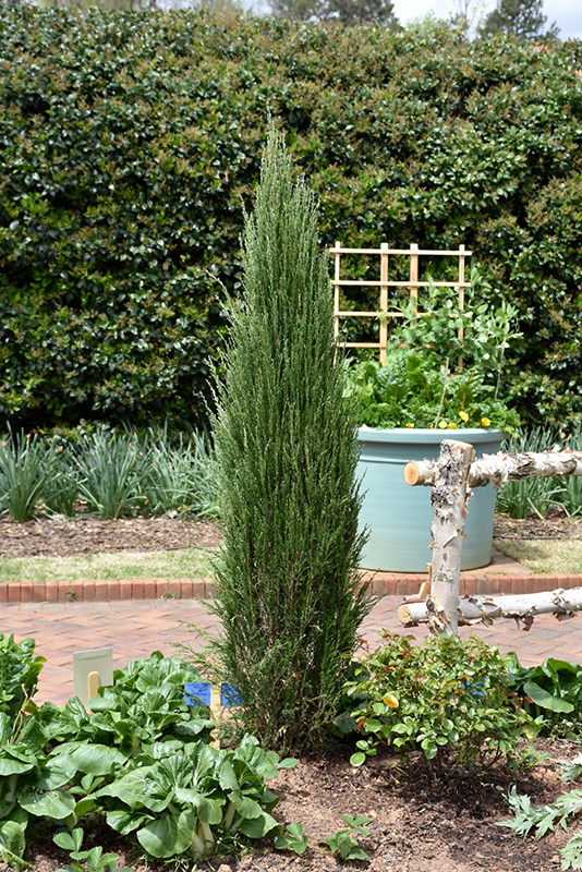 Blue Arrow Juniper (Juniperus scopulorum 'Blue Arrow') at Ritchie Feed & Seed Inc.