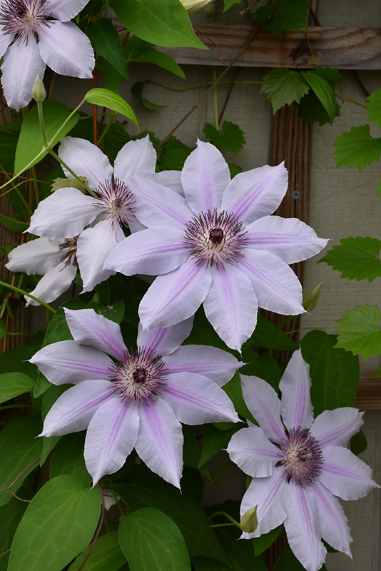 Nelly Moser Clematis (Clematis 'Nelly Moser') at Ritchie Feed & Seed Inc.