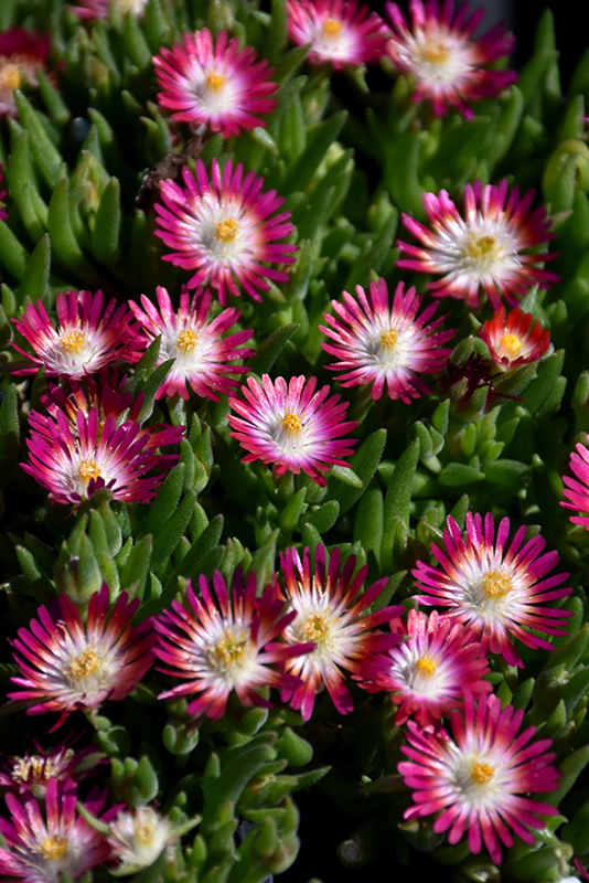 Jewel Of Desert Ruby Ice Plant (Delosperma 'Jewel Of Desert Ruby') at Ritchie Feed & Seed Inc.