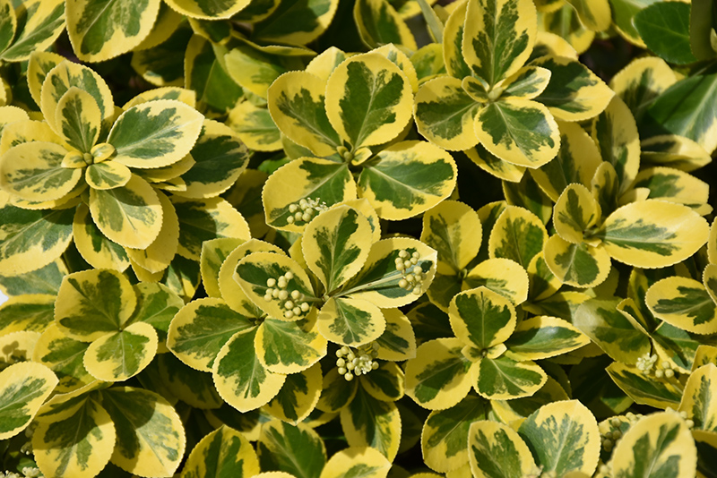 Gold Splash Wintercreeper (Euonymus fortunei 'Roemertwo') at Ritchie Feed & Seed Inc.