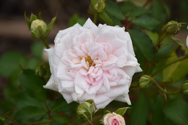 White Drift Rose (Rosa 'Meizorland') at Ritchie Feed & Seed Inc.