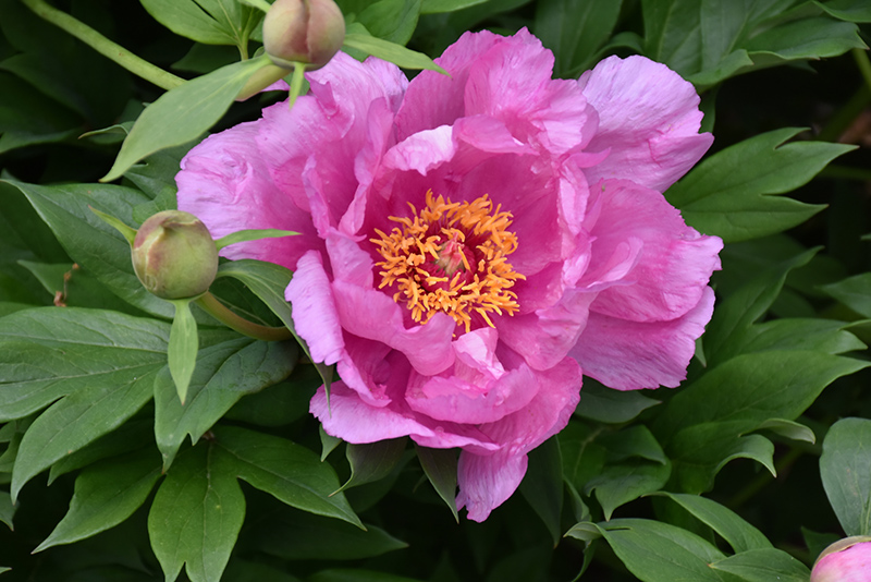 First Arrival Peony (Paeonia 'First Arrival') at Ritchie Feed & Seed Inc.