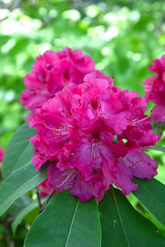 Besse Howells Rhododendron (Rhododendron 'Besse Howells') at Ritchie Feed & Seed Inc.