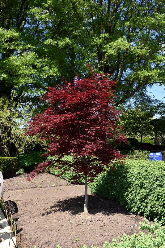 Fireglow Japanese Maple (Acer palmatum 'Fireglow') at Ritchie Feed & Seed Inc.