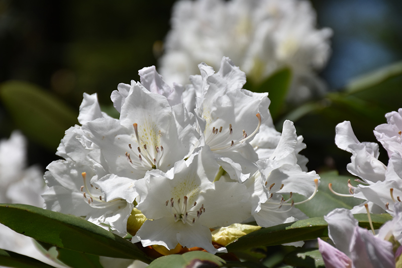 Boule de Neige Rhododendron (Rhododendron 'Boule de Neige') at Ritchie Feed & Seed Inc.