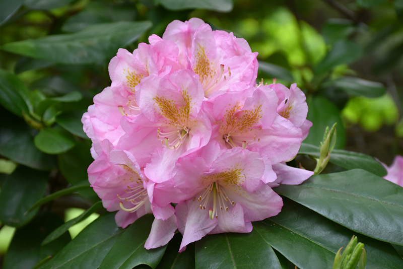 Scintillation Rhododendron (Rhododendron 'Scintillation') at Ritchie Feed & Seed Inc.