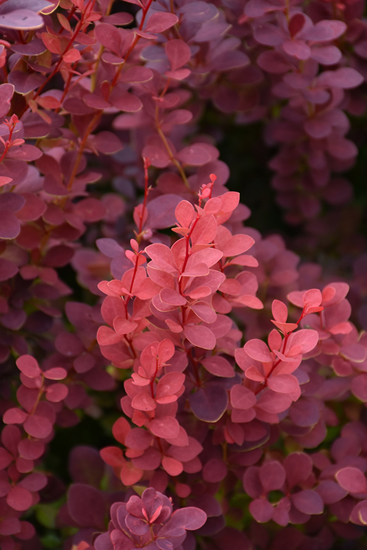 Ruby Carousel Japanese Barberry (Berberis thunbergii 'Bailone') at Ritchie Feed & Seed Inc.