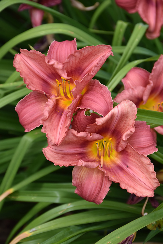 Happy Ever Appster Rosy Returns Daylily (Hemerocallis 'Rosy Returns') at Ritchie Feed & Seed Inc.