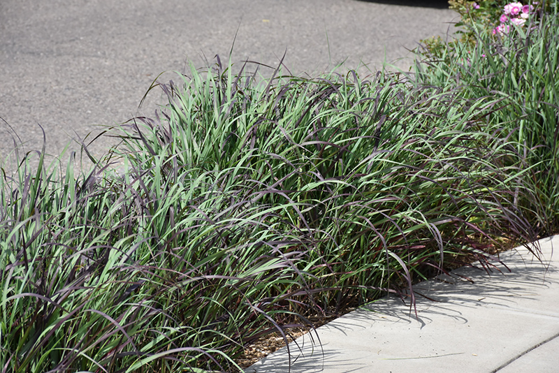 Ruby Ribbons Switch Grass (Panicum virgatum 'Ruby Ribbons') at Ritchie Feed & Seed Inc.