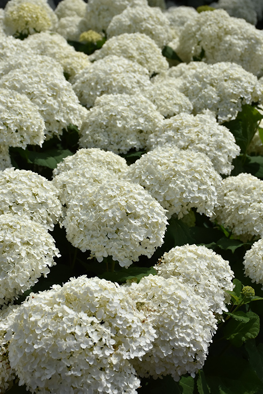 Incrediball Hydrangea (Hydrangea arborescens 'Abetwo') at Ritchie Feed & Seed Inc.