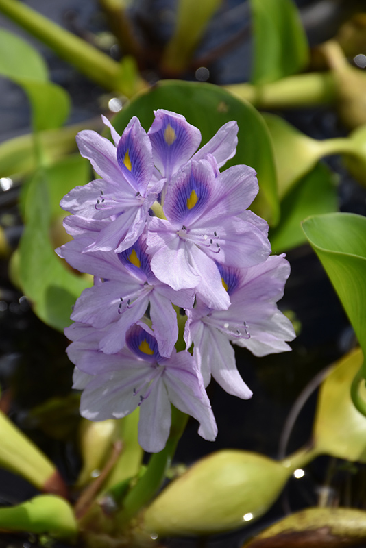 Water Hyacinth (Eichhornia crassipes) at Ritchie Feed & Seed Inc.