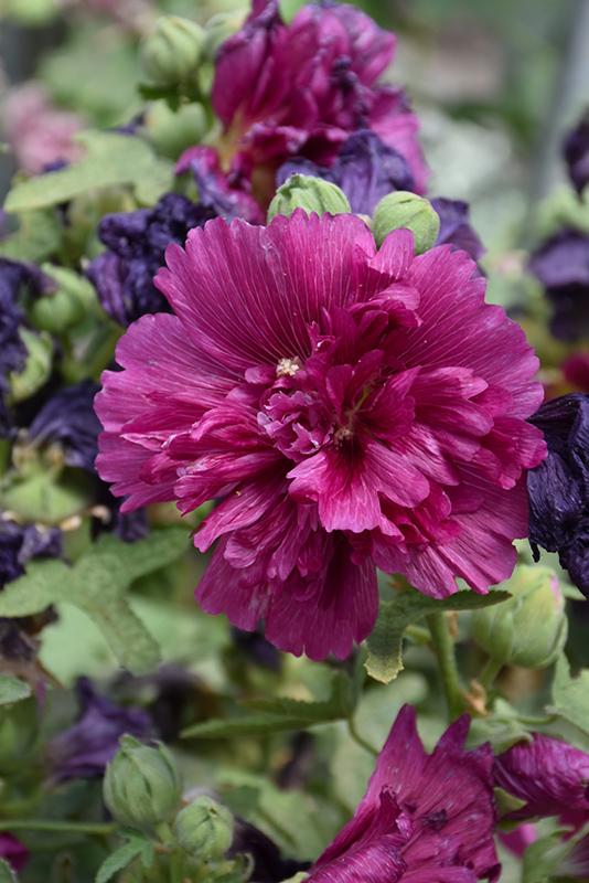 Queeny Purple Hollyhock (Alcea rosea 'Queeny Purple') at Ritchie Feed & Seed Inc.