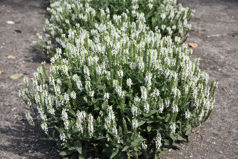 Lyrical White Meadow Sage (Salvia nemorosa 'Florsalwhite') at Ritchie Feed & Seed Inc.