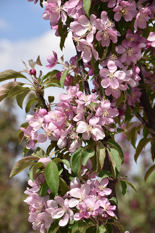 Emerald Spire Flowering Crab (Malus 'Emerald Spire') at Ritchie Feed & Seed Inc.