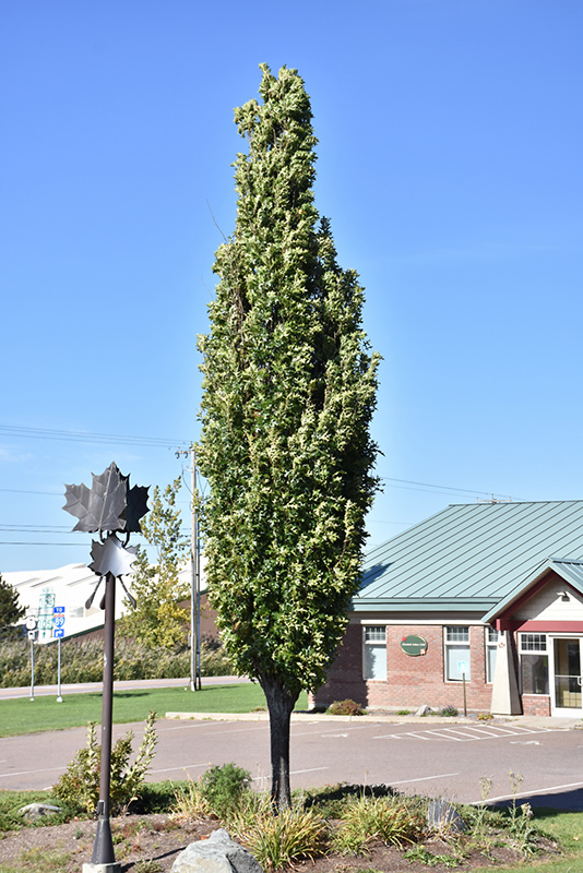 Green Pillar Pin Oak (Quercus palustris 'Pringreen') at Ritchie Feed & Seed Inc.