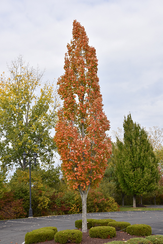 Armstrong Maple (Acer x freemanii 'Armstrong') at Ritchie Feed & Seed Inc.